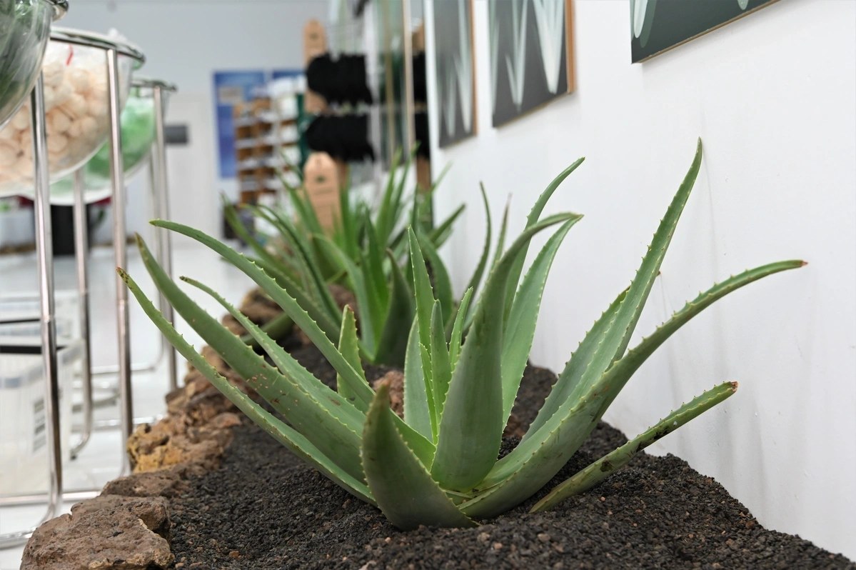 galeria de imÃ¡genes de Aloe Canarias